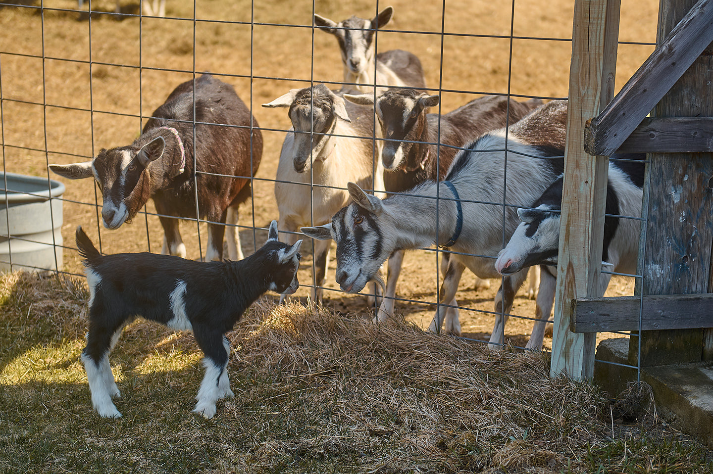 Goats in a fenced area with straw on the ground