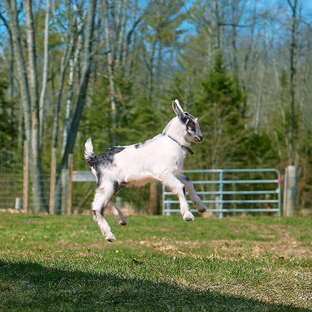 Goat running on grass with trees in the background