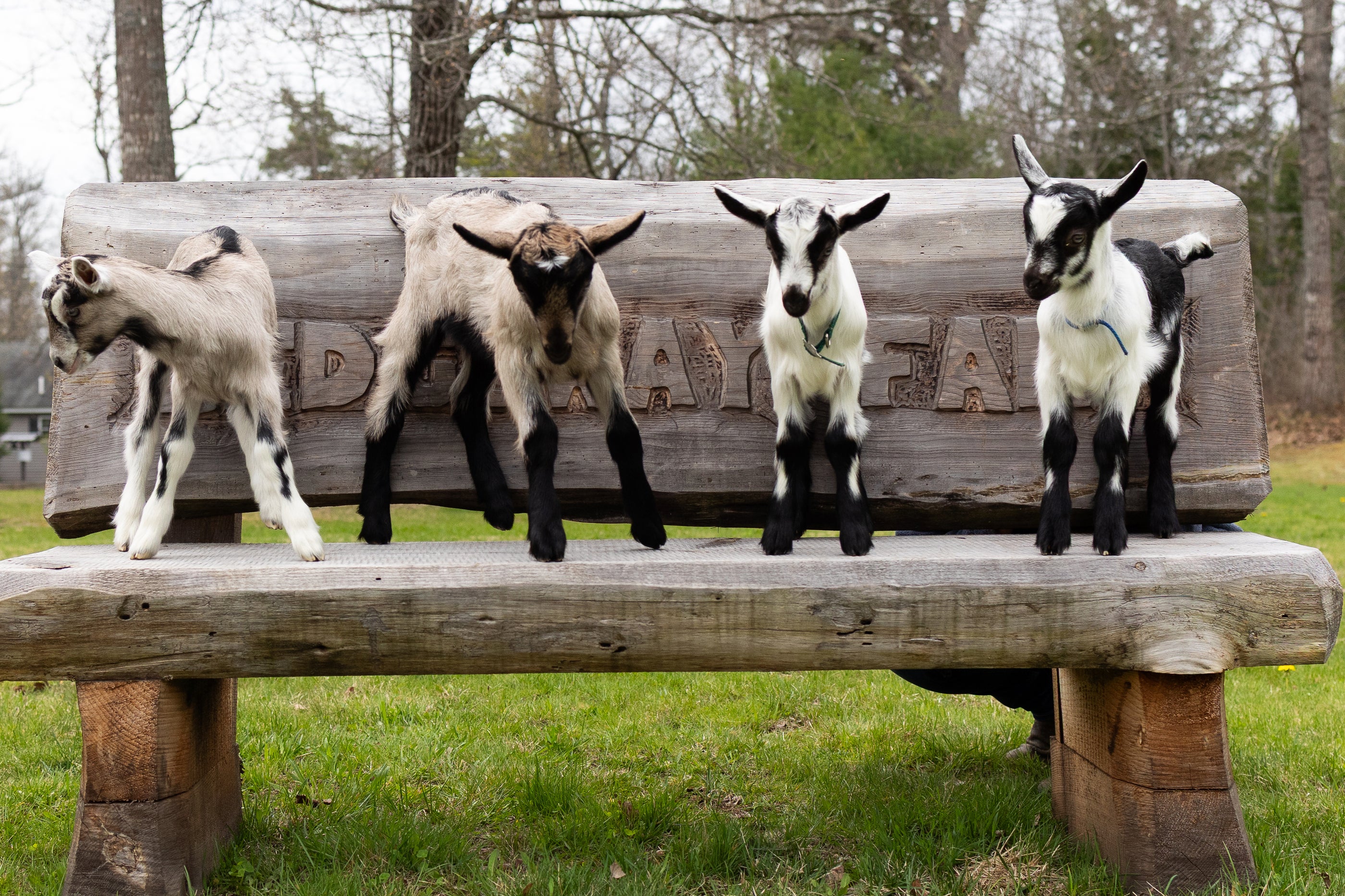 Four baby goats sitting on a wooden bench.