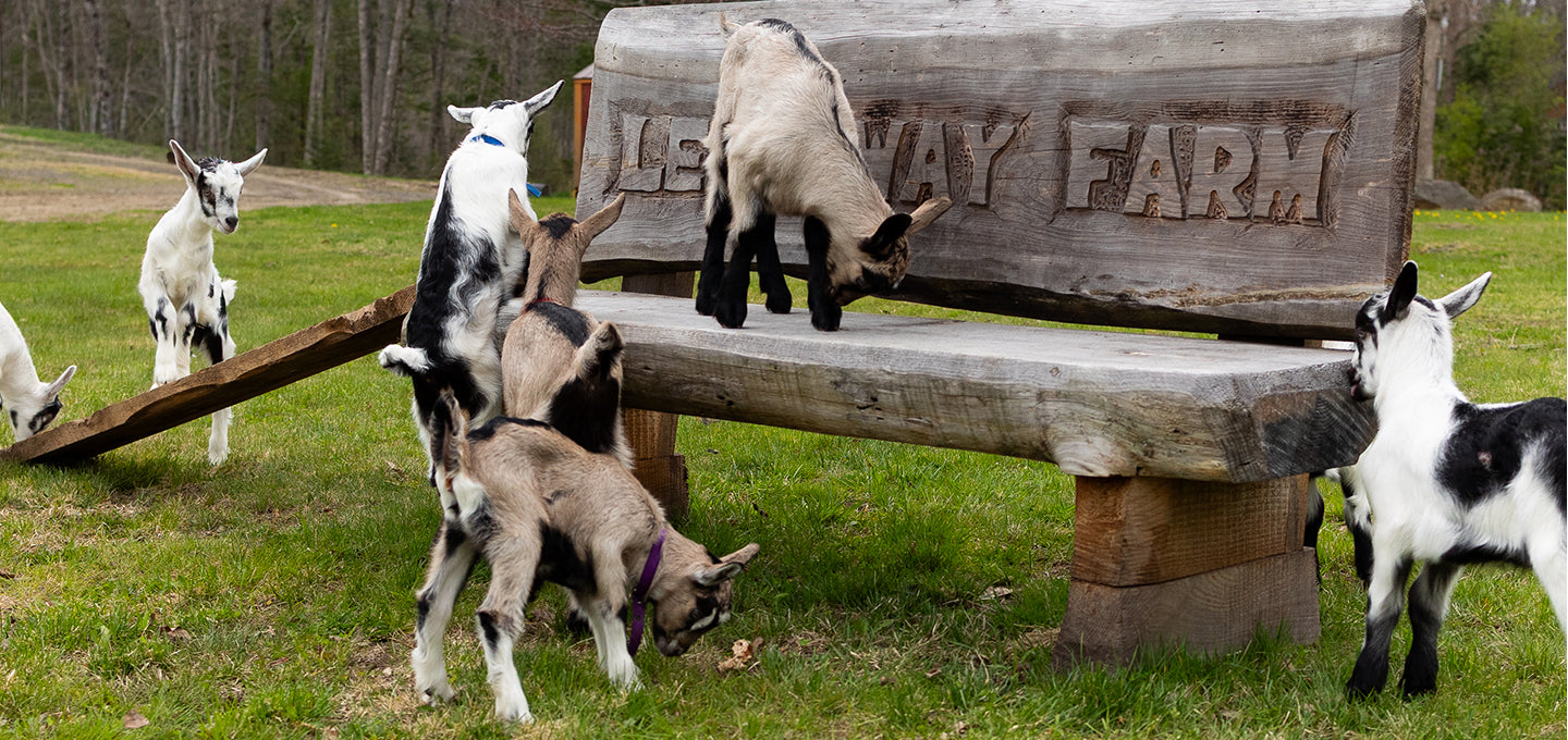Goats playing around a wooden bench with 'Ledgeway Farm' sign in a grassy area.